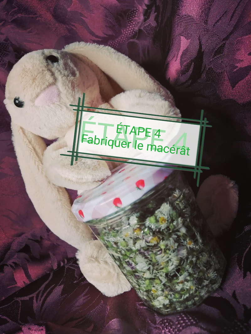 macérât